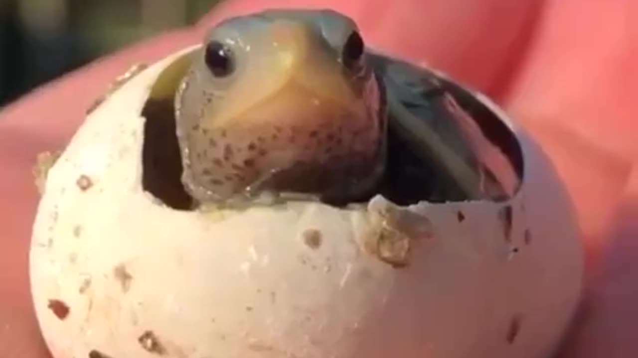 A tiny, newly born turtle, seeing the world for the first time