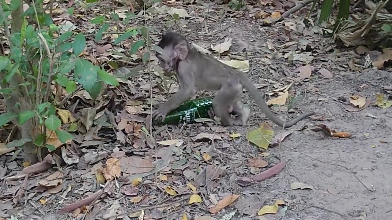 Small Monkey getting relax