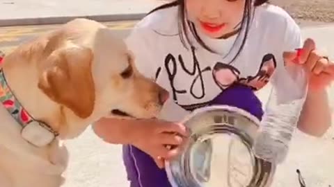 Dogs Love Being Carried