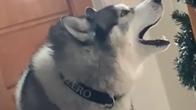 Husky Opera Singer