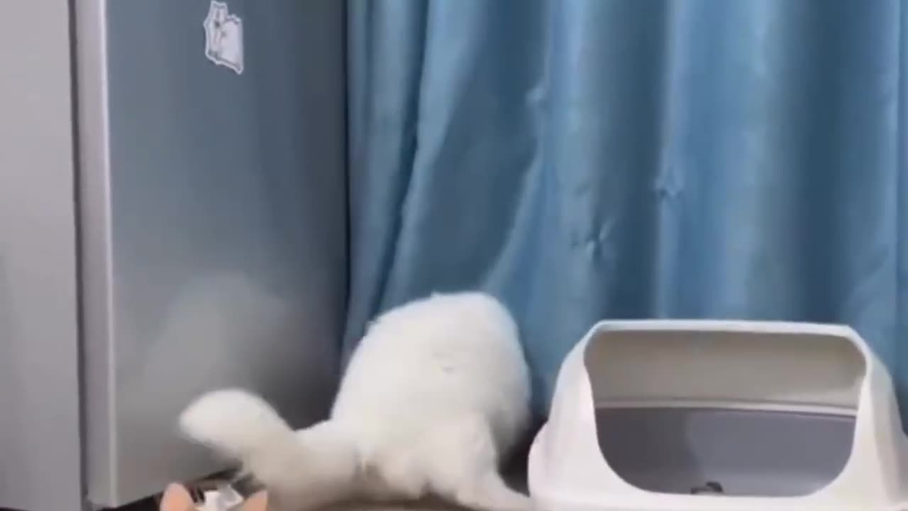 Dancing cat