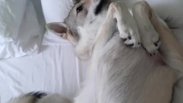 Tue foglie sleep in the bed