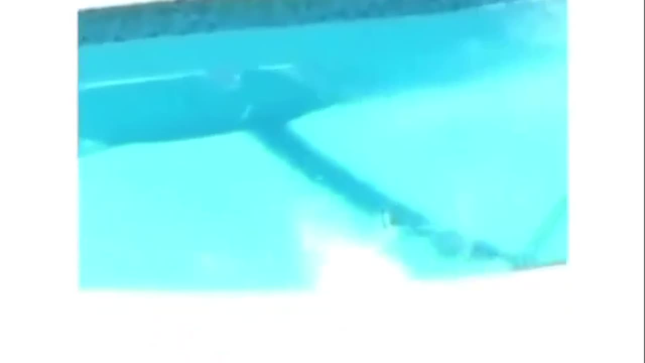 Funny cat swimming in pool