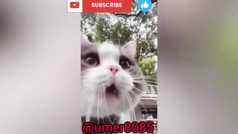 Funny cats video