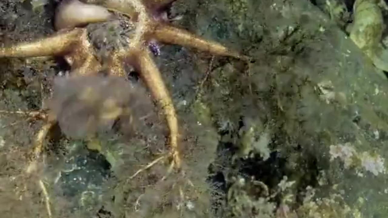 How A Sea Cucumber Eats