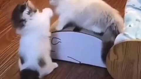 Cute and funny cat video.