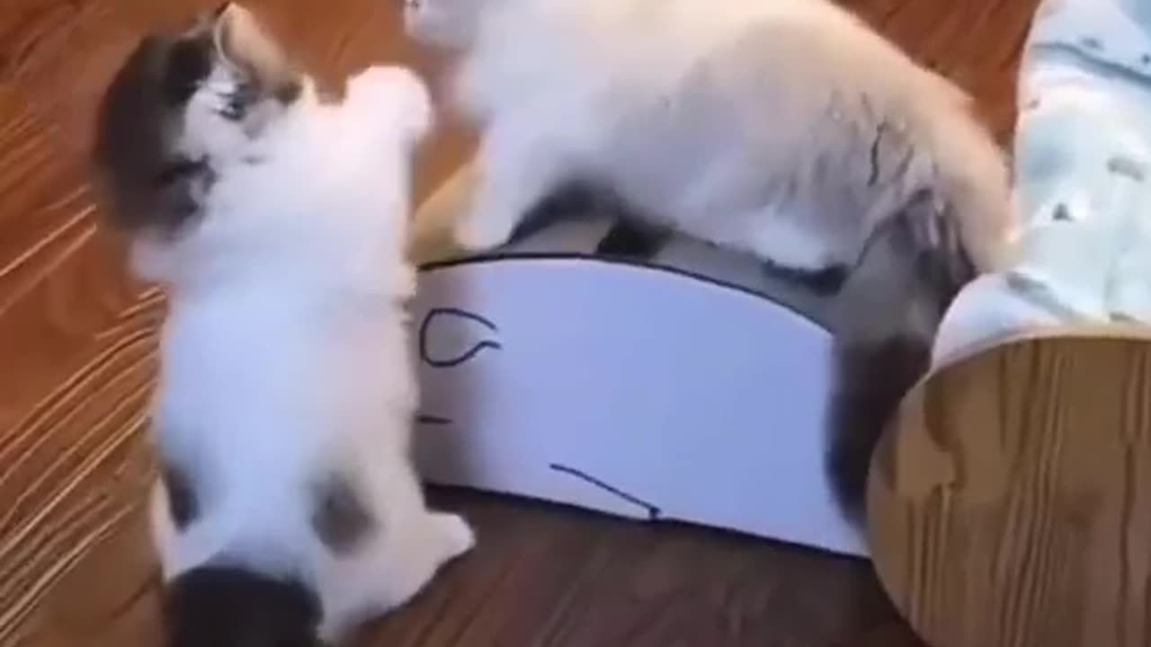 Cute and funny cat video.