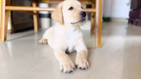 Labrador training