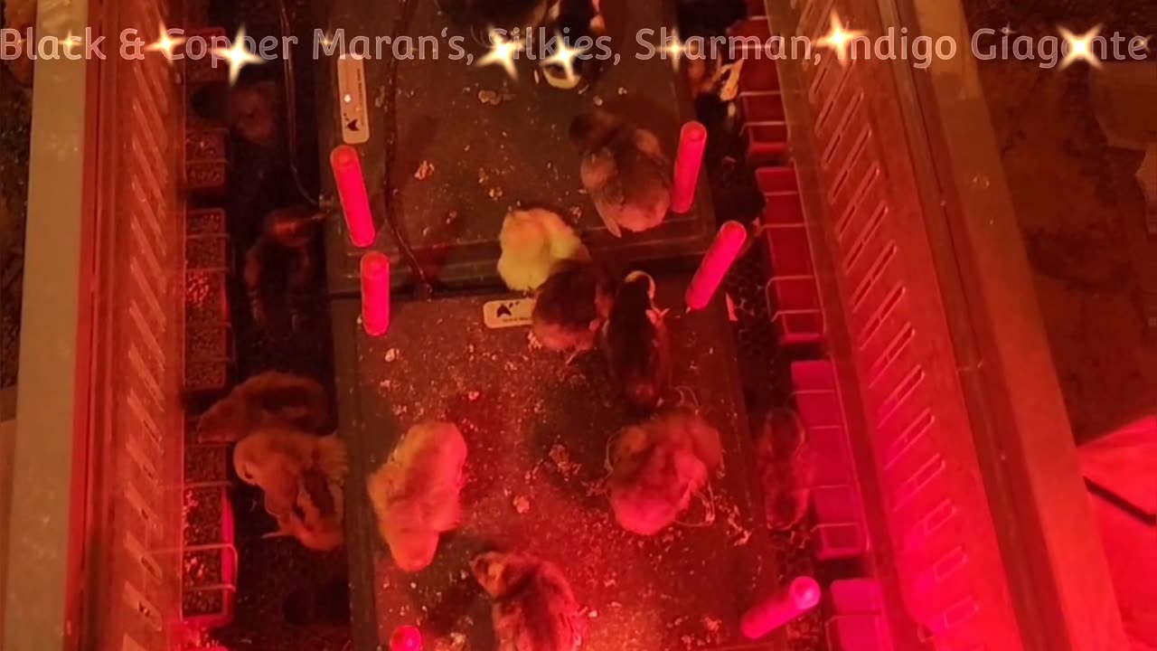 WE GOT THEM ALL RARE CHICKENS FROM ALL OVER THE WORLD IN ONE PLACE