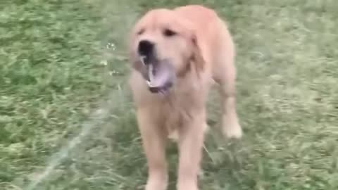 Funny dog