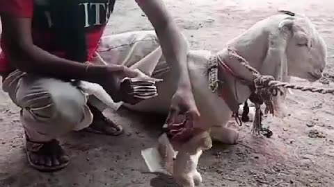 Enjoy with goat