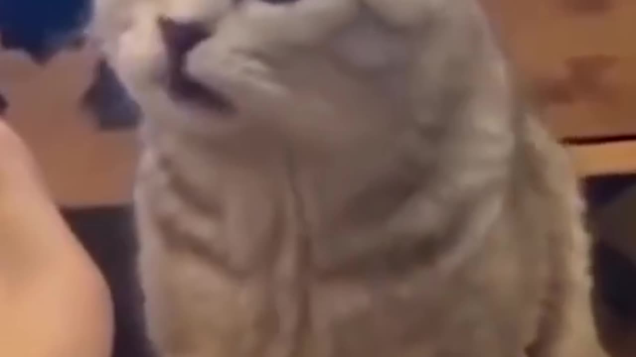 Funny animals' compilation 2023