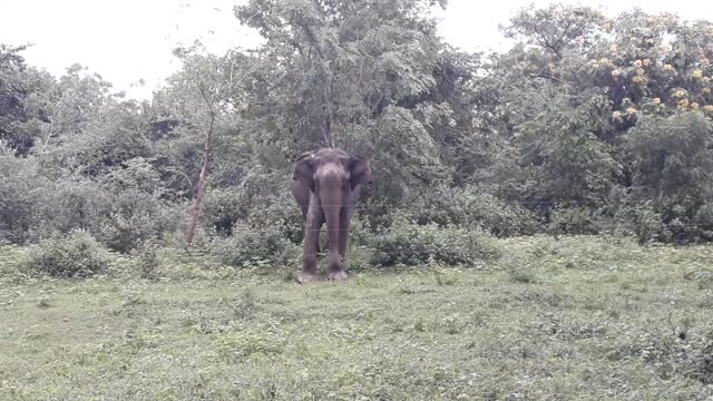 Sri lanka elephant