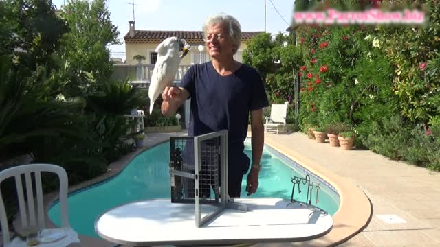 Cockatoo Opens Intricate Locks After Owner Trains Him