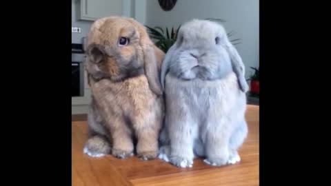 Cute cat, cute rabbit;