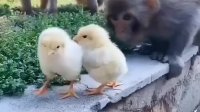 #viral video.cute animals 👁️👁️