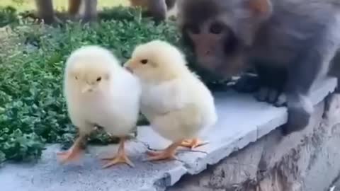 #viral video.cute animals 👁️👁️