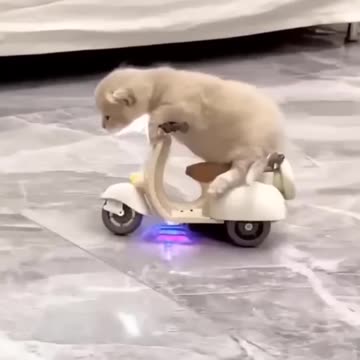 funny animal videos 2023