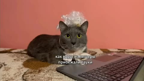 Як би котики ходили в школу