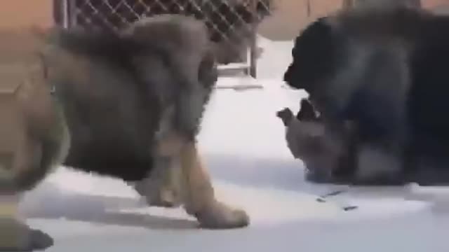 Ovcharca VS Wolf ,fighter