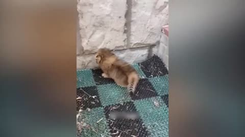 Funny Animal Videos