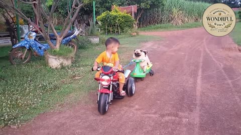 FUNNY PETS #20