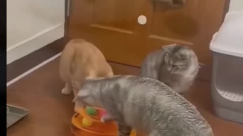 Funny Cats Compilations