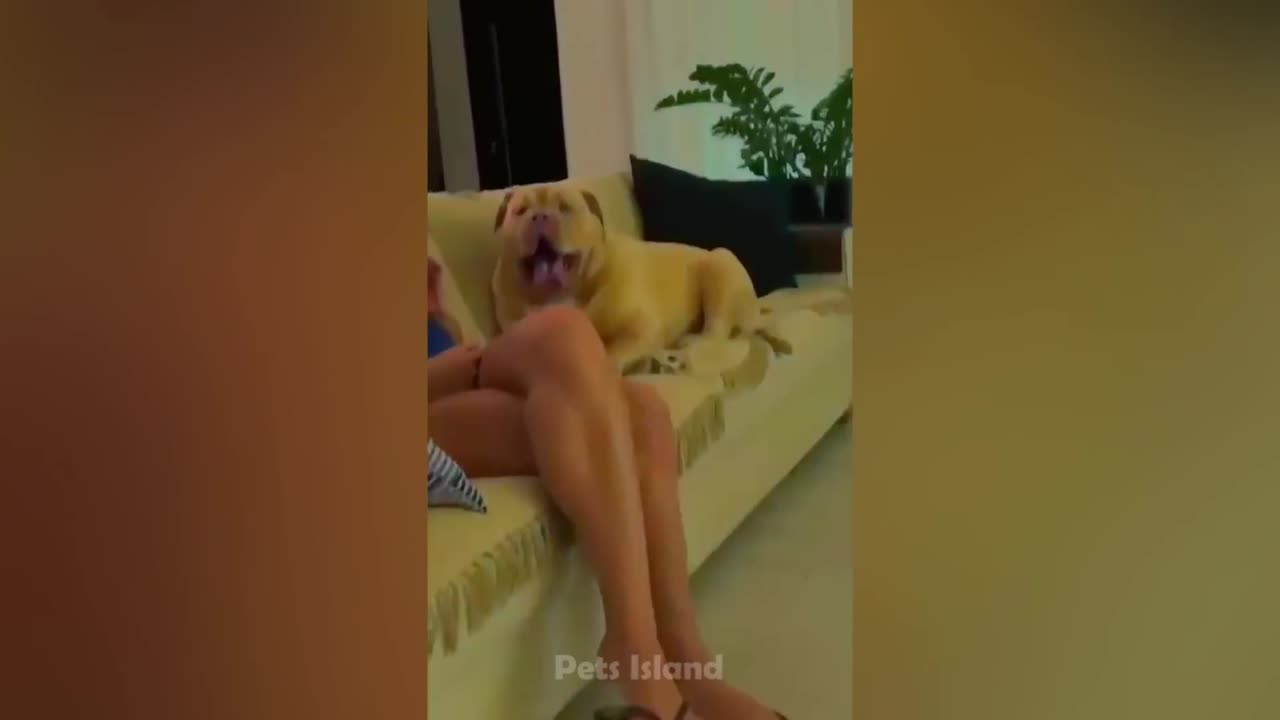 Best Funny Reaction Videos - Funniest Animals 2023 😹🐶 _ Pets Island
