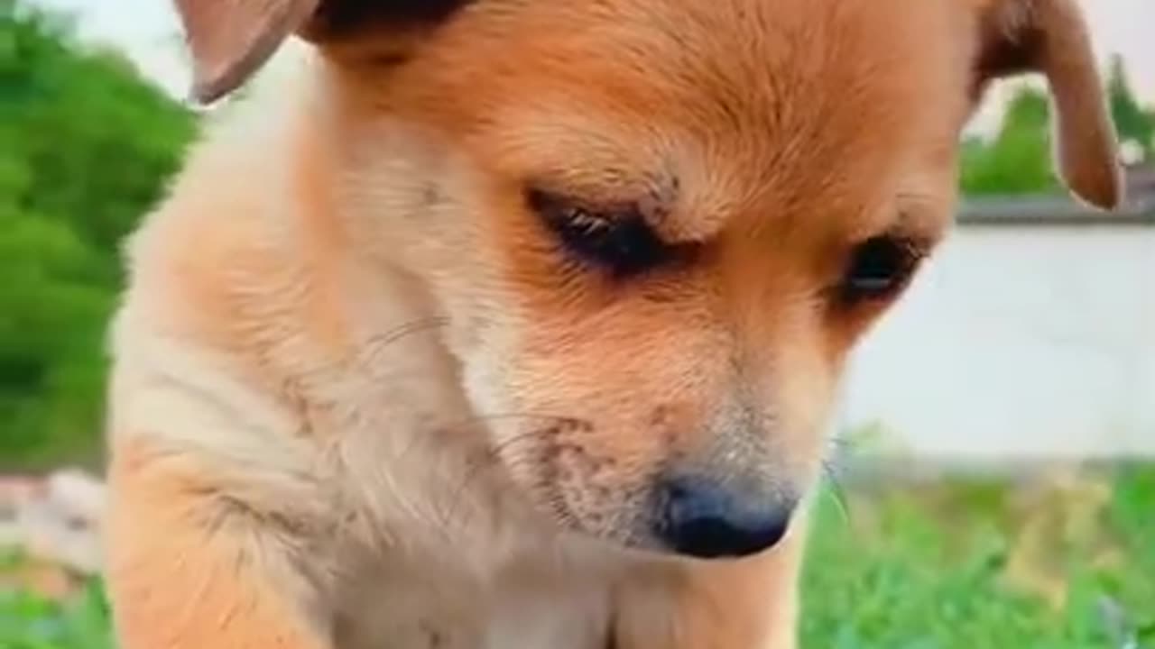 funny video dogs