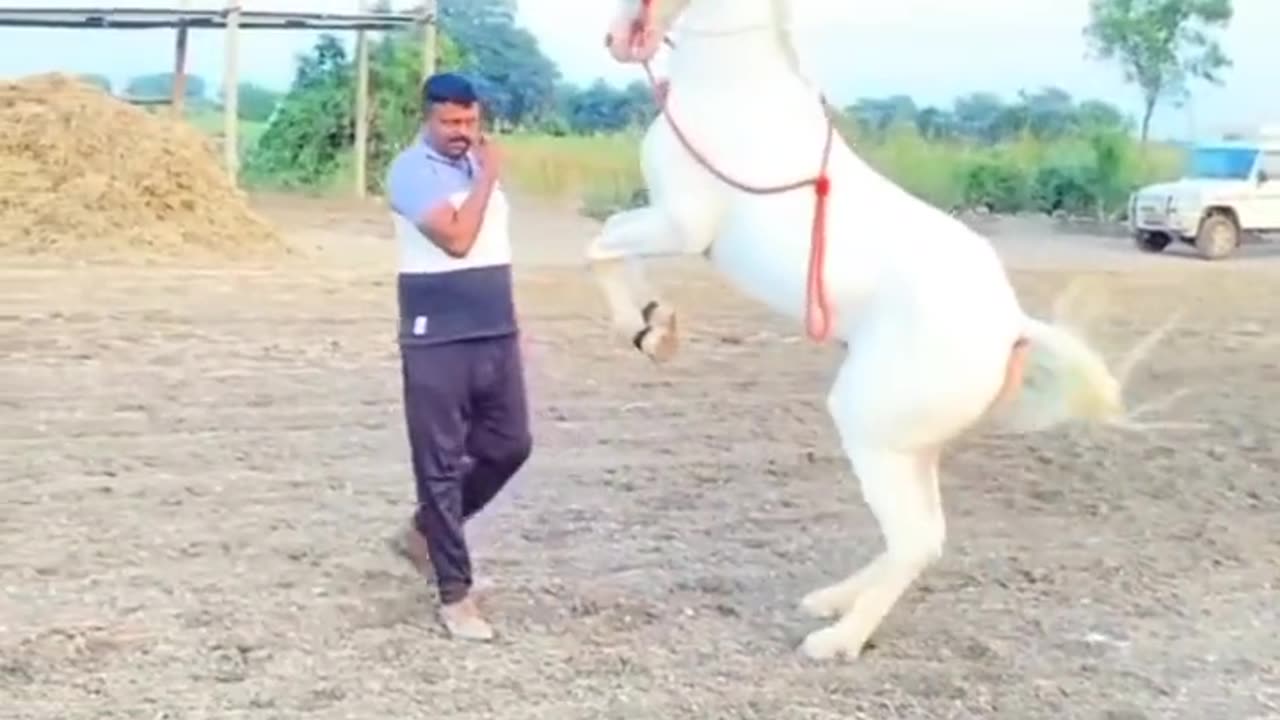 Horse Ainmal dance