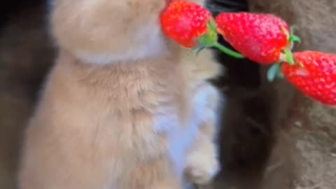 Cute baby animals Videos Compilation cute moment of the animals #3 Cutest Animals 2023