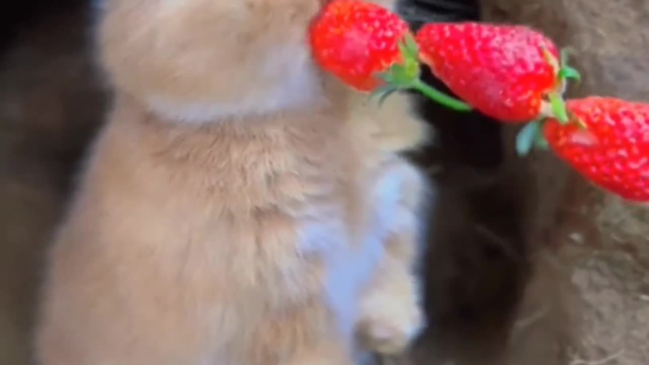 Cute baby animals Videos Compilation cute moment of the animals #3 Cutest Animals 2023