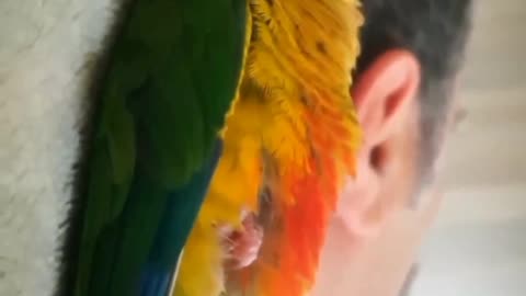 Sleeping with his daddy 😪😴🦜