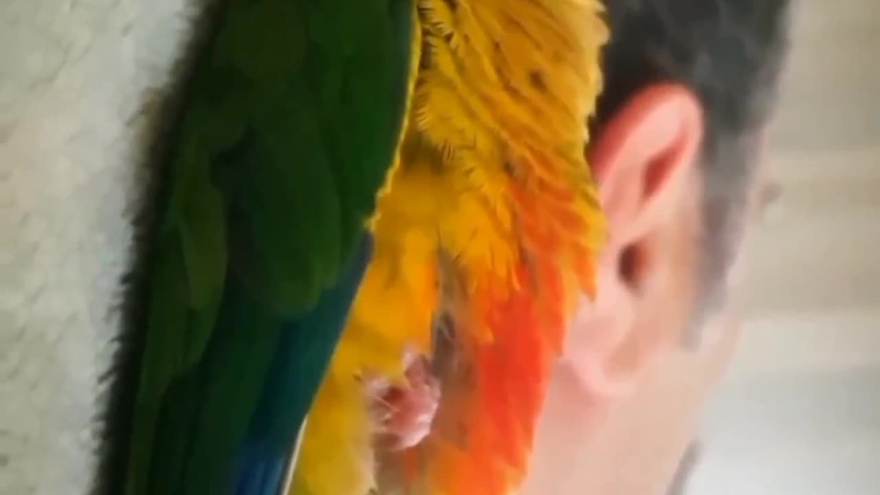 Sleeping with his daddy 😪😴🦜