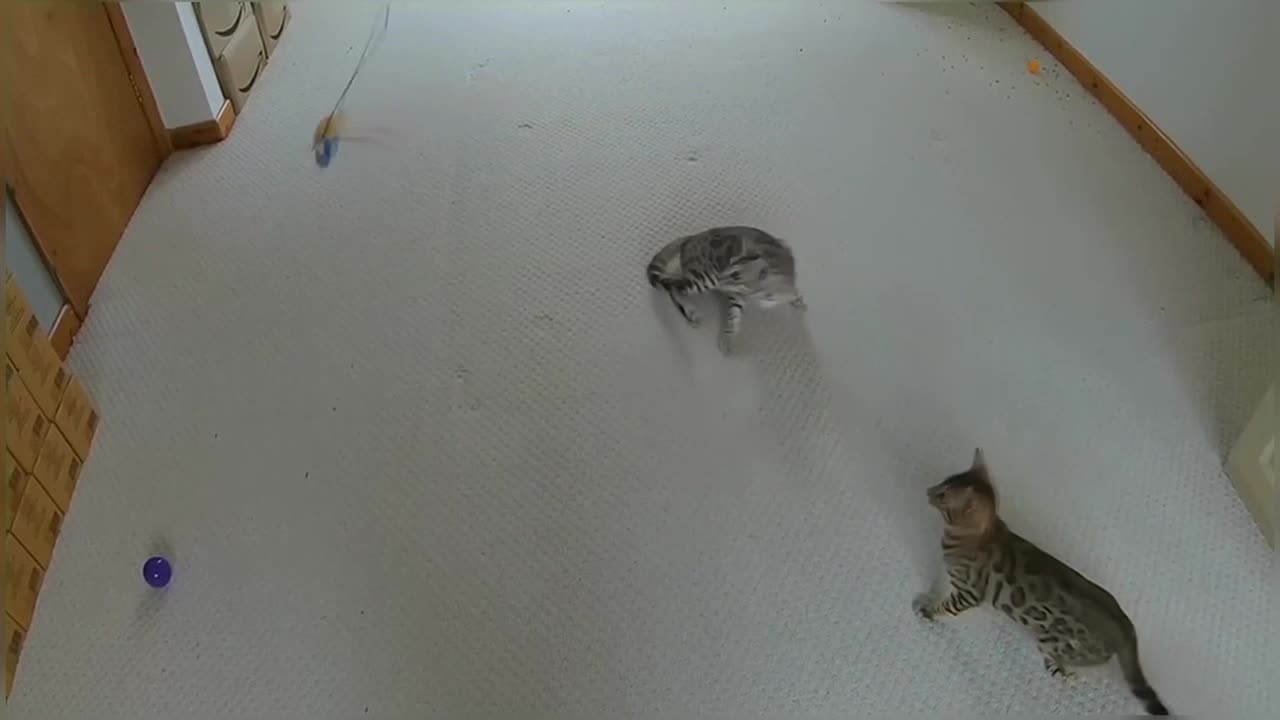 Jumping Bengal Kittens (Slow Motion)