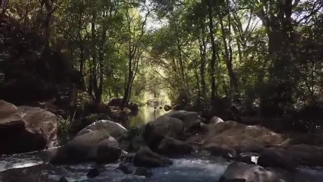 Nice forest and rever video