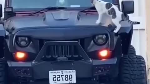What the cats doing😂 Double Tap❤️❤️