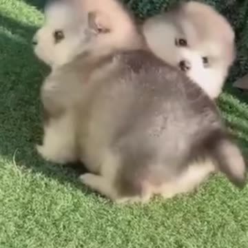 cute dogs funny videos