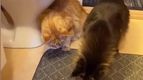 funny chats and dogs