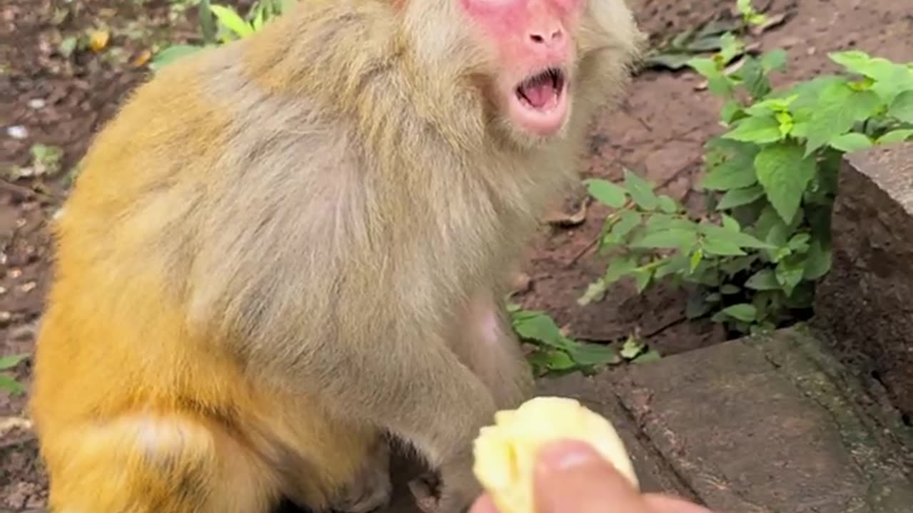 Bopp and the Bad cake again 💀😂