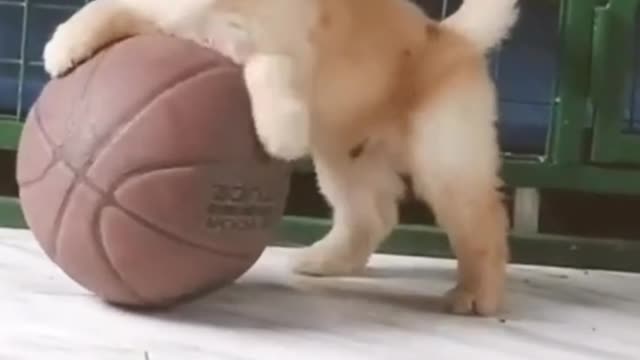 Learn how to train your dog in fun way.
