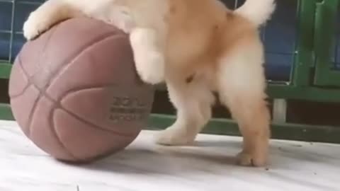 Learn how to train your dog in fun way.