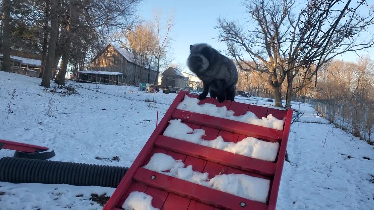 Winter agility with Muttias fox. Vixie tries her best.