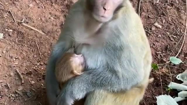 Cute Monkey China & Funny Love monkey| Animals Love