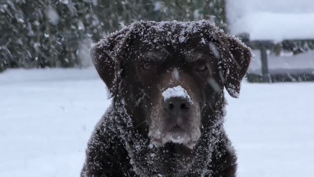 cute dog face in snow