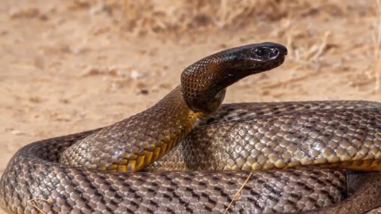 How Dangerous Is a The Coastal Taipan!