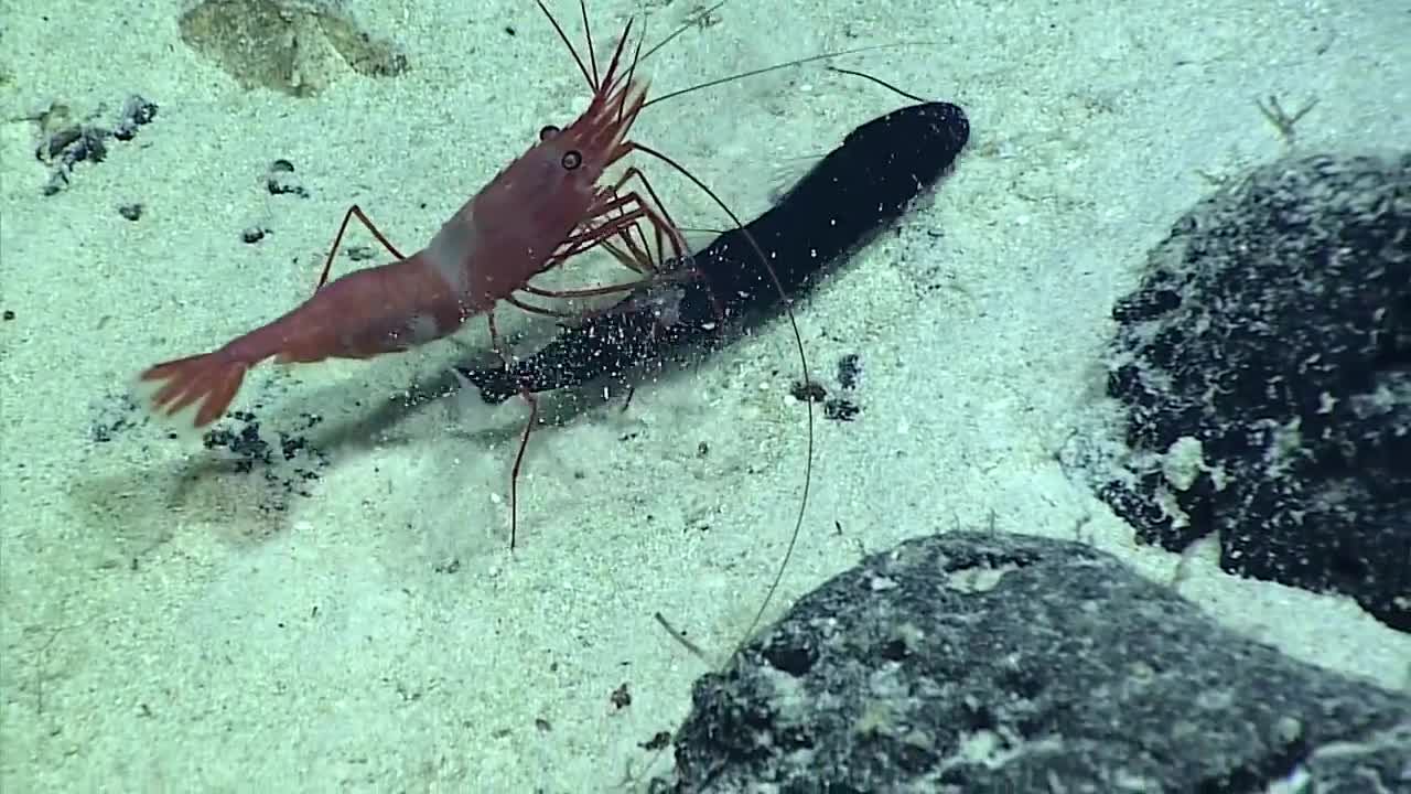 Lurking in the Deep