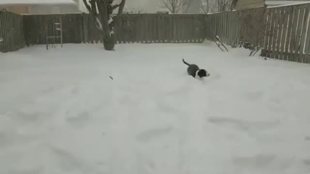 Dog enjoying on snowfall | Dog Fun on snowfall | Snowfall WhatsApp Status #dog #snowfall #shorts