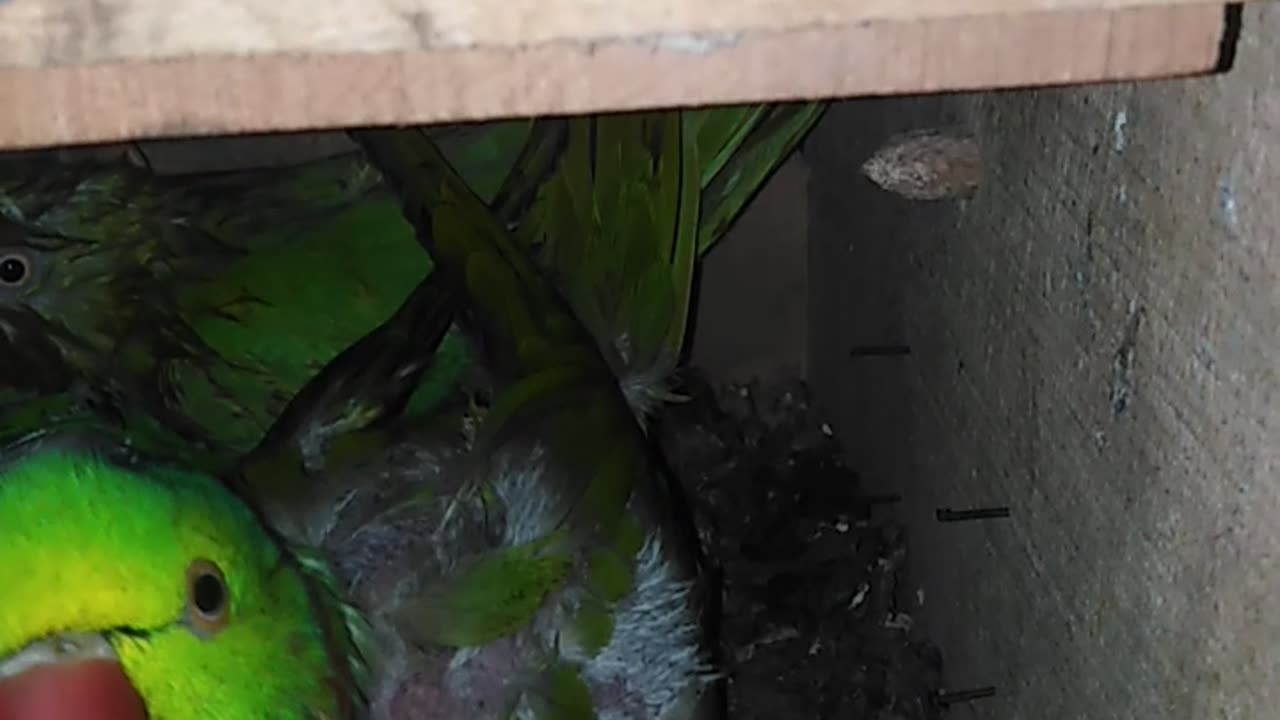 Parrot Video