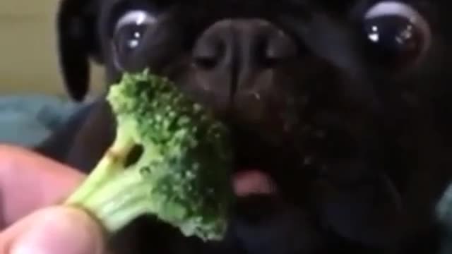 My eyes are wide at the sight of broccoli